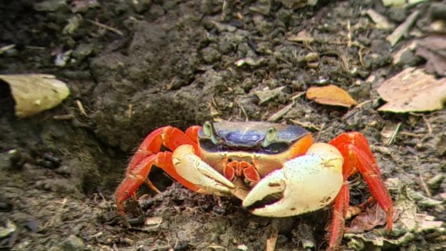 Manuel Antonio : Mangrove boat tour to see animals