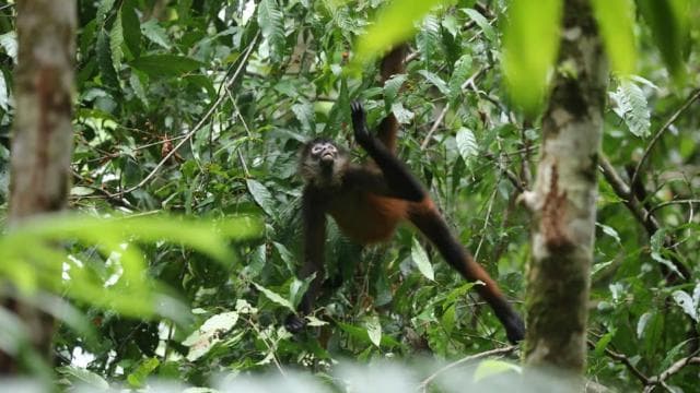 Uvita: Hiking in Corcovado National Park