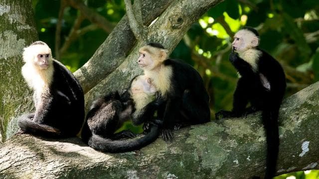 Manuel Antonio: Manuel Antonio National Park Guided Day Trip