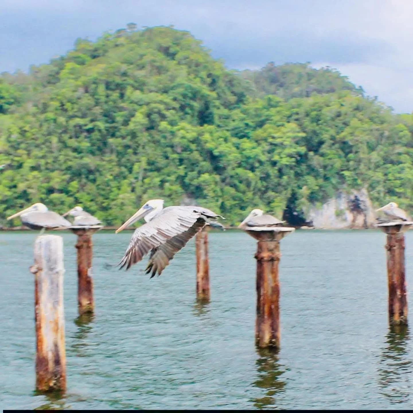 Los Haitises Boat Ride + Caño Hondo Natural Pools - Photo 3 (Gallery view)