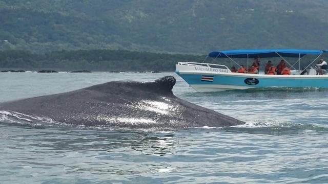WHALE & DOLPHIN WATCHING IN UVITA COSTA RICA