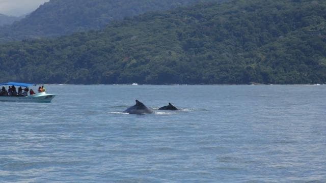 Costa Rica: Whale and Dolphin Watching