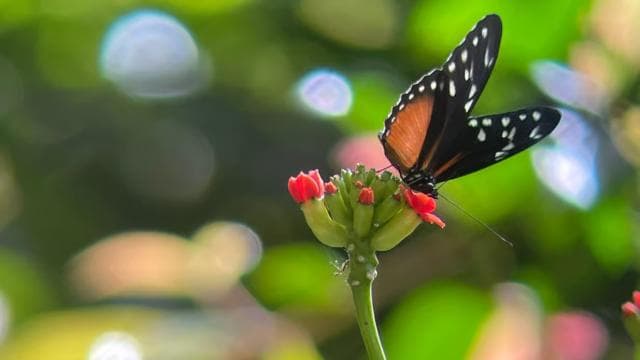 Monteverde: Cloud Forest Hanging Bridges Guided Tour