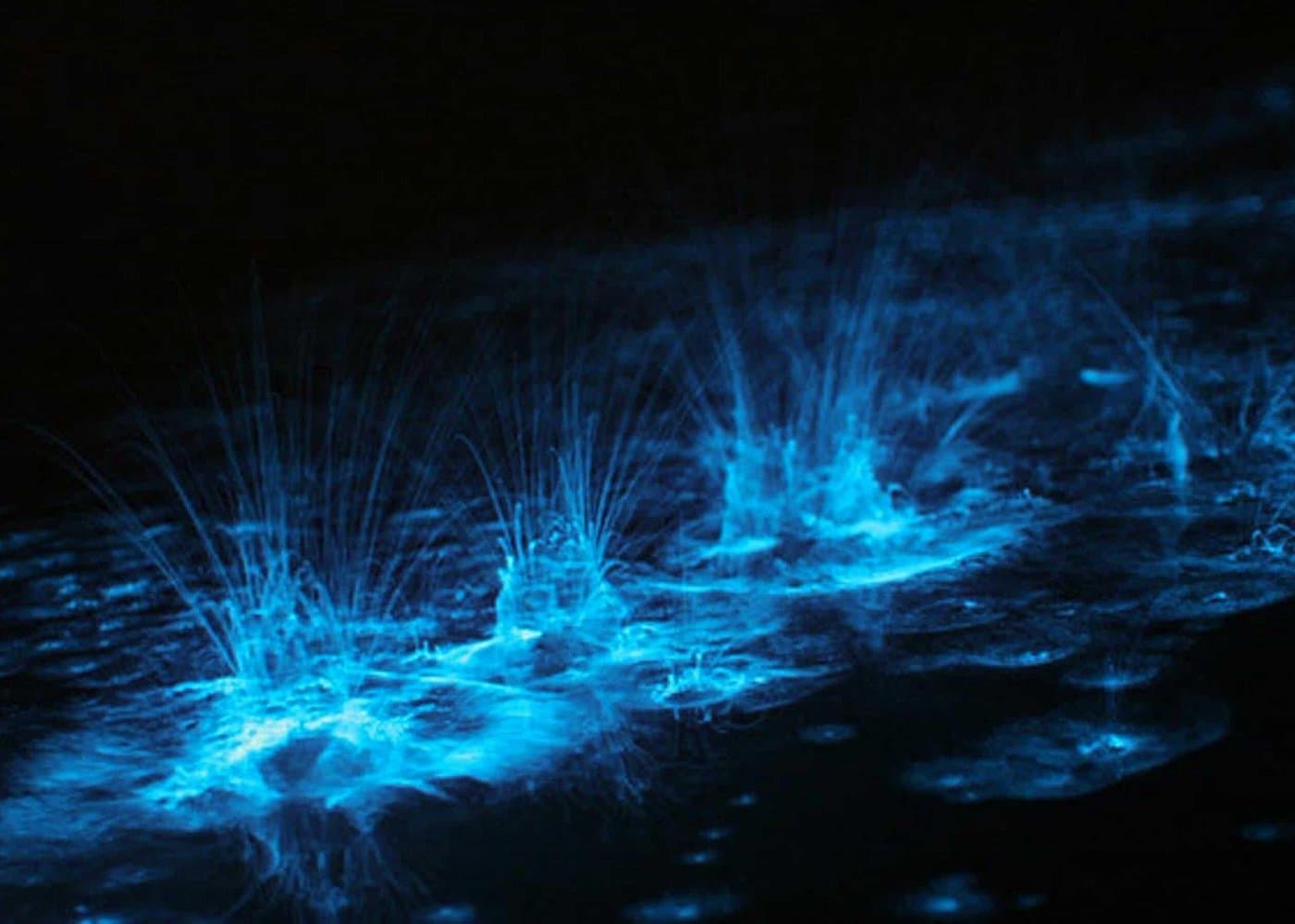 Bioluminescent Bay Adventure in Grand Cayman