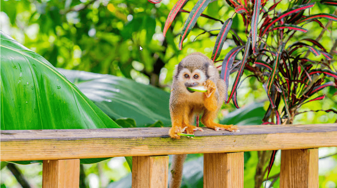 Punta Cana: Monkeyland Half-Day Safari and Plantation - Photo 3 (Gallery view)