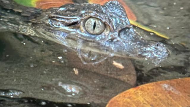 Puerto Jimenez: Nächtliche Wildtierwanderung mit einem lokalen Führer - Photo 4 (Gallery view)