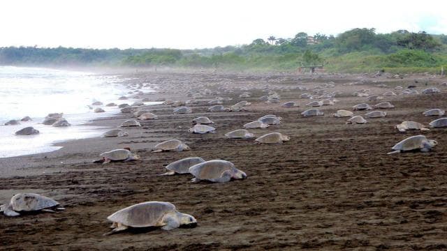 Costa Rica: Hundreds of thousands Olive Ridley Sea Turtles