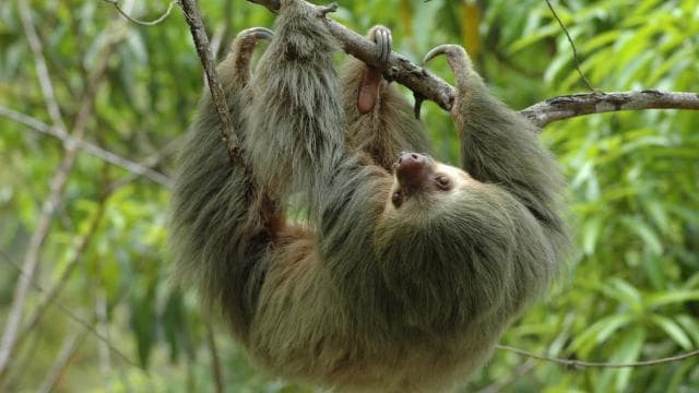 From Jaco: Full-Day Manuel Antonio National Park Tour