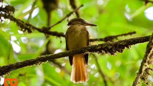 Manuel Antonio: Birdwatching exclusive tour