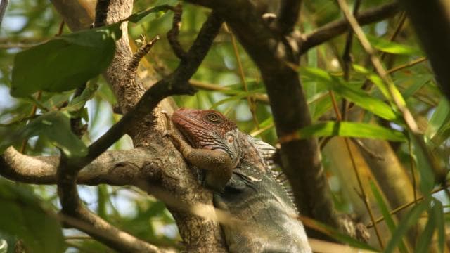 Carara National Park Tour