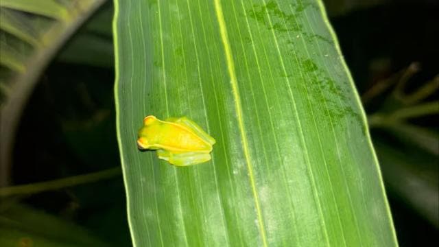 Bijagua: Kayak and Tropical Forest Trail Tour