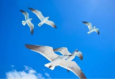 Bayahibe: Full-Day Saona Island Excursion