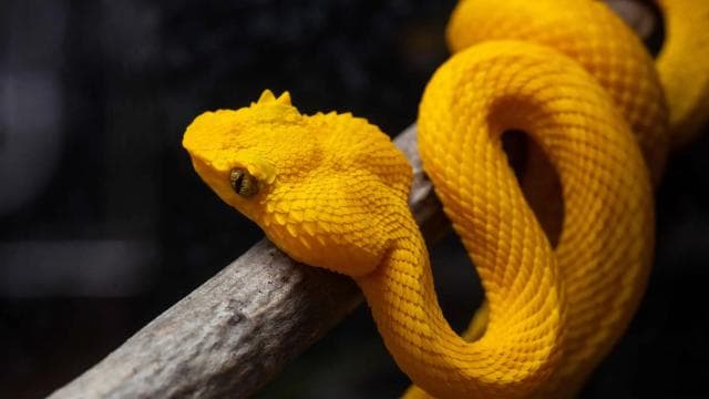 Cahuita: Night Reptile Tour with Specialist Guide