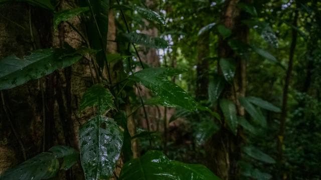 El Tanque: GreenEcoPark Guided Hike with Seasonal Fruits