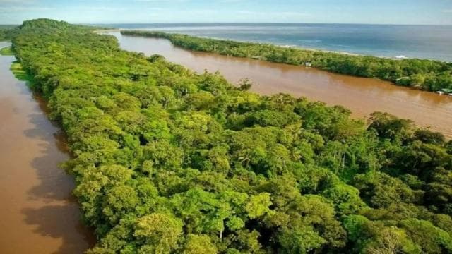 Tortuguero: A night walk through the Tortuguero rainforest