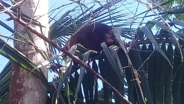 Cahuita National Park: Snorkel