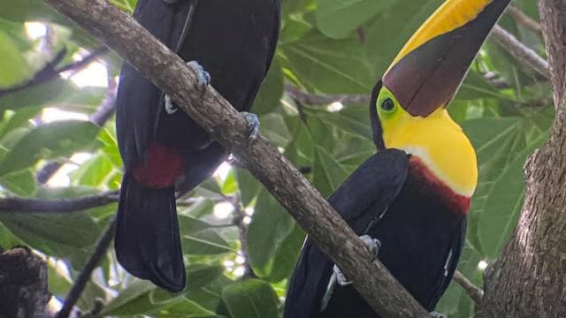 Uvita: Bird Watching Tour