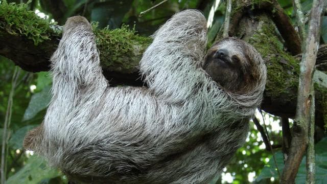La Fortuna:Butterflies, birds, sloths and Trails Guided Tour - Photo 3 (Gallery view)