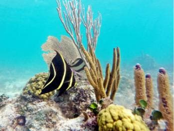 Private Catalina Island Snorkel & Beach Day from Punta Cana
