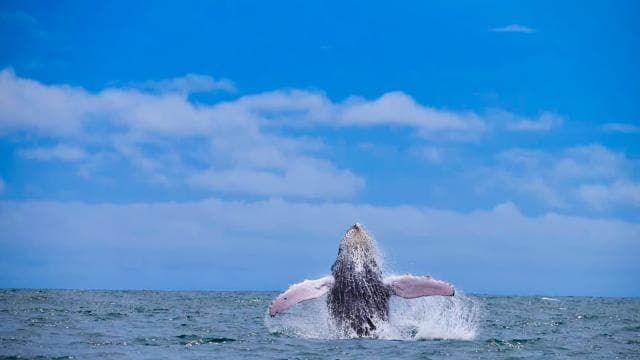 Drake Bay - Whales and Dolphins Watching Tour