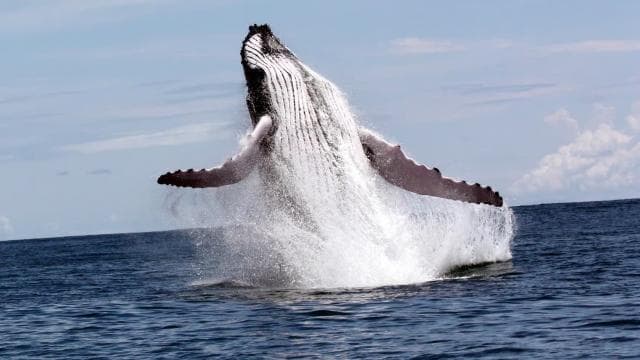 Marino Ballena National Park: Watching Whales and Dolphins