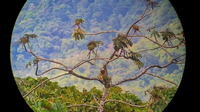 Arenal’s Best Sloth Tour: A Unique Wildlife Experience - Photo 4 (Gallery view)