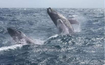 From Punta Cana: Whale Watching and Montana Redonda Tour