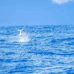 Desde Punta Cana: tour de pesca en alta mar en barco con bebidas - Photo 3 (Gallery view)