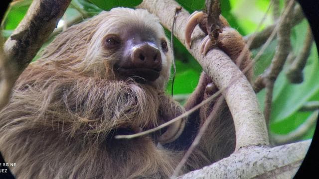 Cahuita: Hiking tour and wildlife spotting