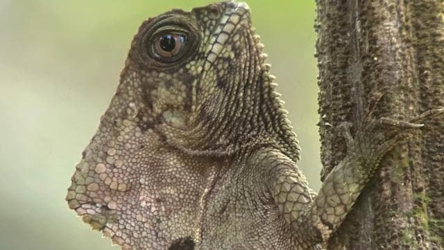 Manuel Antonio National Park Guided Tour – TICKET GUARANTEED