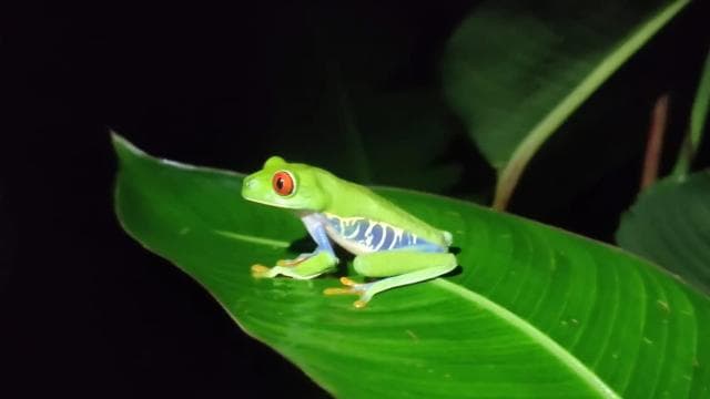 Jungle Pack x 3 Tour in the National Park - Photo 2 (Gallery view)