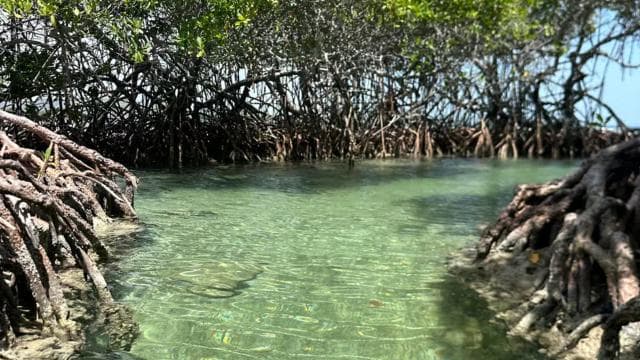 La Parguera: Half day Private Boat tour 4 hours