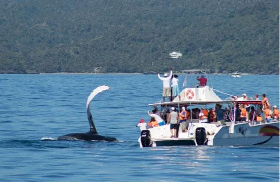 Samana: Bay of Samana Whale Watching Experience
