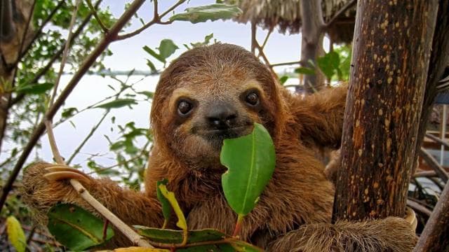 Tortuguero: "Unforgettable" canoe tour in the Tortuguero National Park