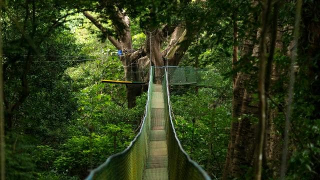 Rincón de la Vieja: Explore the Rainforest Hanging Bridges
