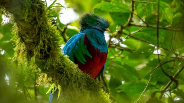Monteverde: Exploring the Cloud forest