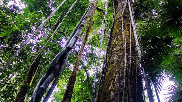 Corcovado National Park: San Pedrillo Station Day Tour