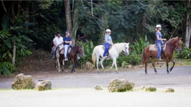 Scenic Horseback Riding Experience