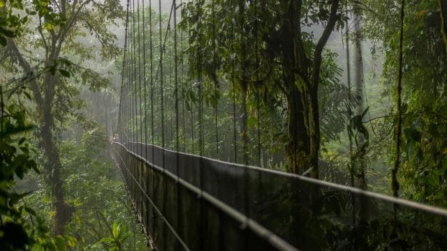 La Fortuna: Arenal Volcano, Hanging Bridges & Waterfall Tour - Photo 3 (Gallery view)