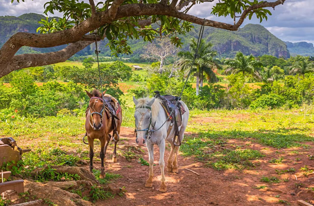 Viñales Valley Carriage Ride