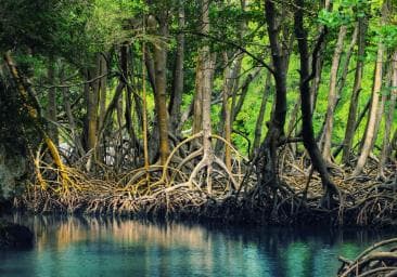 Boca Chica : Los Haitises Guided Hike and Kayaking