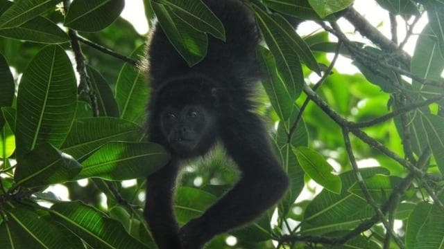 La Fortuna: Rainforest Nature Hike with Guide