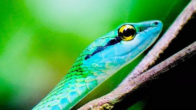 Manuel Antonio: Wildlife and Beach Tour in National Park