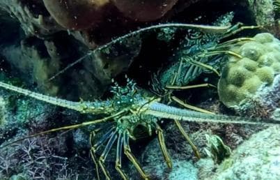 Private: Catalina Island Diving Tour with Lunch (Copy)