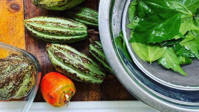 Puerto Viejo: Medicinal and Edible Plant Class