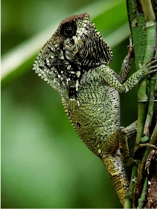 Manuel Antonio National Park: Guided Tour w/ TICKET INCLUDED - Dominican Republic