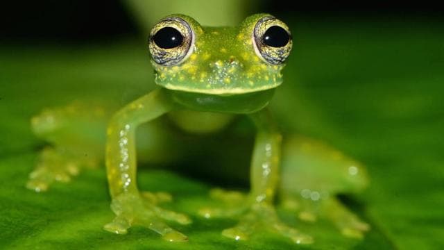 Uvita: Private Nature & Wildlife Night Tour Tropical Forest