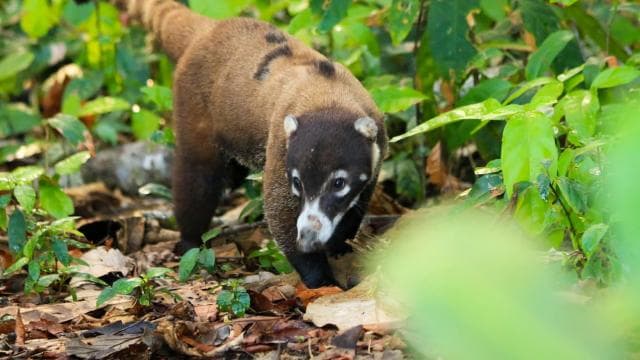 Drake Bay: Corcovado National Park and Sirena Station Tour