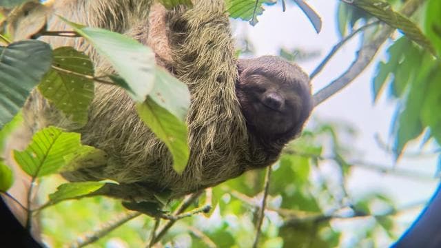 Rio Celeste Waterfall: Rain Forest Hike & Sloth Observation