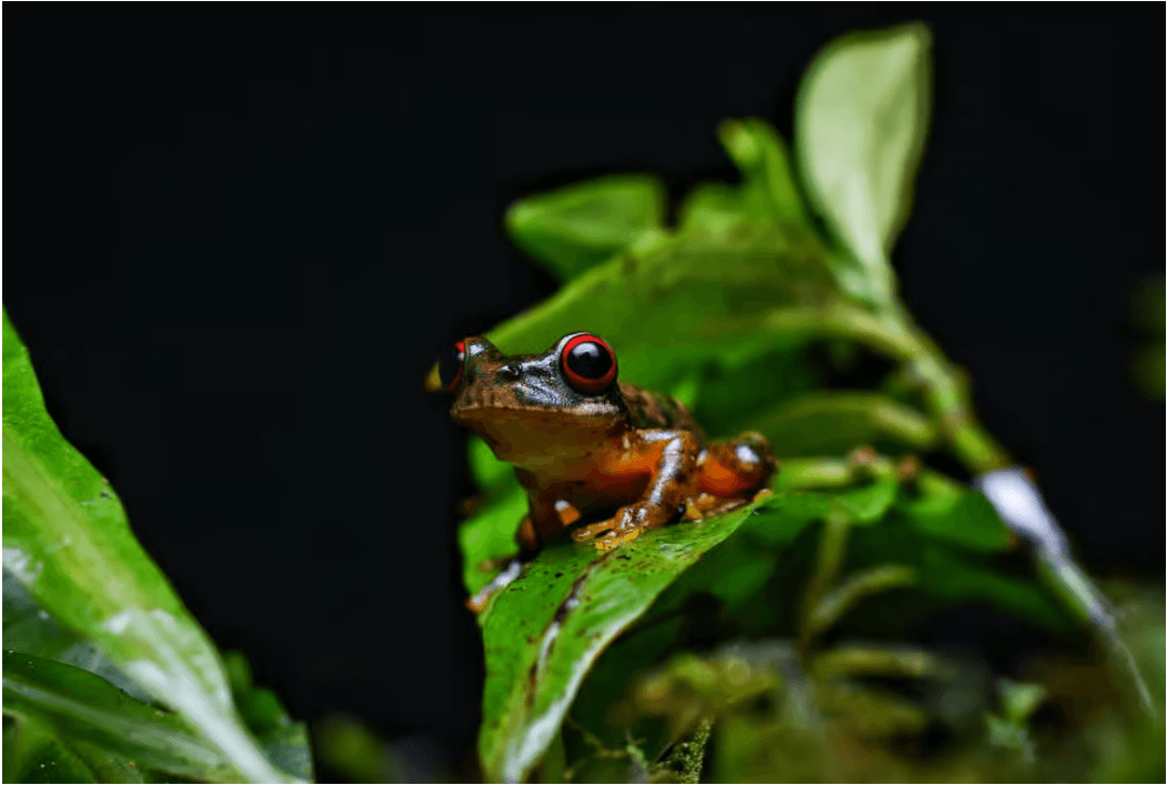 Monteverde: Kinkajou Forest Night Walking Tour - Photo 4 (Gallery view)